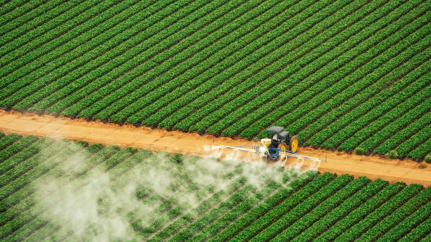 Best Termite Control Services  in Estero, FL