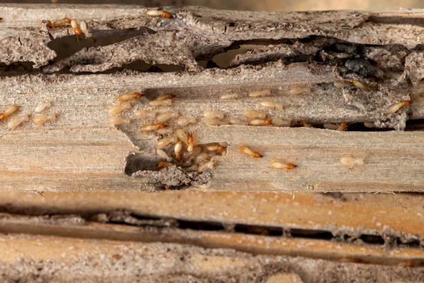 Reliable Estero, FL Pest Control Solutions